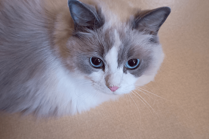 青い目が印象的なラグドールの猫のアップ写真