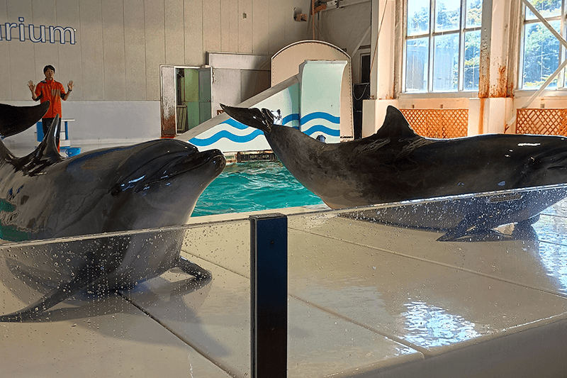 イルカショーでジャンプするイルカたち