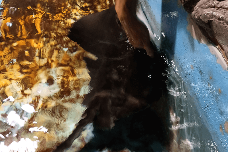 登別マリンパークでエイに触れる体験水槽